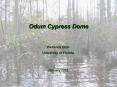 Odum Cypress Dome PowerPoint PPT Presentation