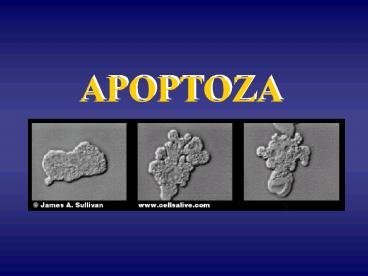 APOPTOZA