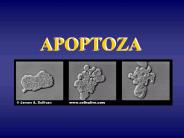 APOPTOZA