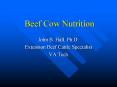 Beef Cow Nutrition PowerPoint PPT Presentation