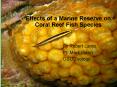 Effects of a Marine Reserve on Reef Fish Species PowerPoint PPT Presentation