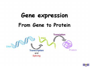 Gene expression From Gene to Protein