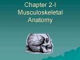 Chapter 2I Musculoskeletal Anatomy PowerPoint PPT Presentation