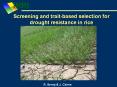 Screening%20and%20trait-based%20selection%20for%20drought%20resistance%20in%20rice PowerPoint PPT Presentation