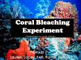 Coral Bleaching Experiment PowerPoint PPT Presentation