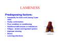 LAMENESS PowerPoint PPT Presentation