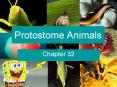 Protostome Animals PowerPoint PPT Presentation