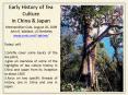 Early History of Tea Culture in China PowerPoint PPT Presentation