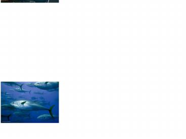 Los Angeles River and Regional Watersheds