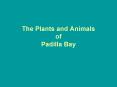 The Plants and Animals of Padilla Bay PowerPoint PPT Presentation