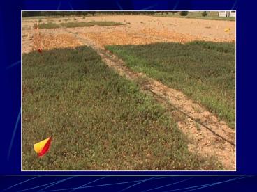 Cover crops for  no-till pumpkins