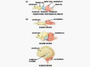 Sensory%20Receptors