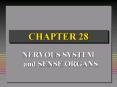 NERVOUS SYSTEM and SENSE ORGANS PowerPoint PPT Presentation