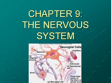 CHAPTER 9: THE NERVOUS SYSTEM