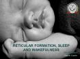 RETICULAR FORMATION, SLEEP AND WAKEFULNESS PowerPoint PPT Presentation