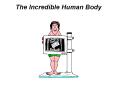 The Incredible Human Body PowerPoint PPT Presentation