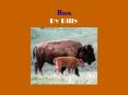Bison By Billy PowerPoint PPT Presentation