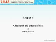Chromatin and chromosomes