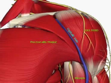 Human Anatomy Bio 22
