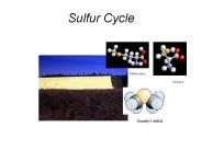 Sulfur Cycle