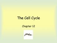 The Cell Cycle