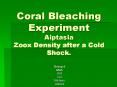 Coral Bleaching Experiment Aiptasia Zoox Density after a Cold Shock. PowerPoint PPT Presentation