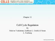 Cell Cycle Regulation