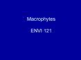 Macrophytes ENVI 121 PowerPoint PPT Presentation