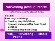 Harvesting peas in Peoria