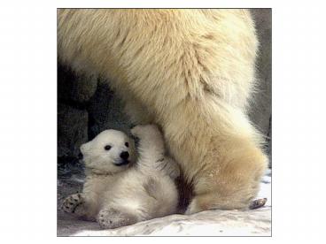 presentation player overlay