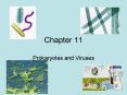 Prokaryotes and Viruses PowerPoint PPT Presentation