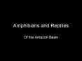 Amphibians and Reptiles PowerPoint PPT Presentation