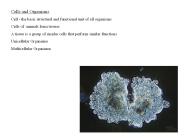 Cells and Organisms