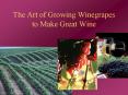 The Art of Growing Winegrapes to Make Great Wine PowerPoint PPT Presentation