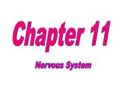 Nervous System