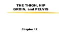THE THIGH, HIP GROIN, and PELVIS PowerPoint PPT Presentation