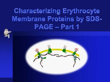 Characterizing Erythrocyte Membrane Proteins by SDSPAGE Part 1