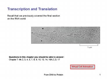 PPT – Transcription and Translation PowerPoint presentation | free to ...