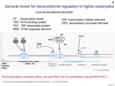 General model for transcriptional regulation in higher eukaryotes