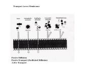 Transport%20Across%20Membranes