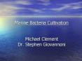 Marine Bacteria Cultivation Michael Clement Dr' Stephen Giovannoni PowerPoint PPT Presentation