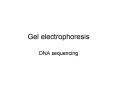 Gel electrophoresis PowerPoint PPT Presentation