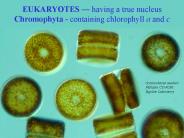 EUKARYOTES 