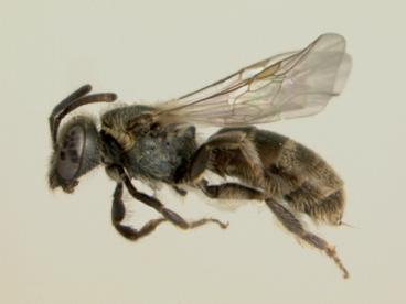 Dialictus: DNA barcoding a nightmare taxon