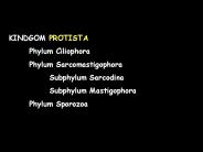 KINDGOM PROTISTA