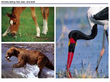 Animals eating: foal, bear, and stork