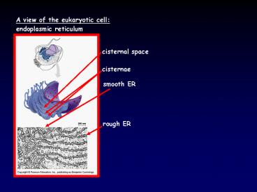 A view of the eukaryotic cell: