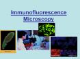 Immunofluorescence Microscopy PowerPoint PPT Presentation