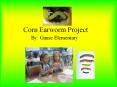 Corn%20Earworm%20Project PowerPoint PPT Presentation