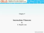 Intermediate Filaments